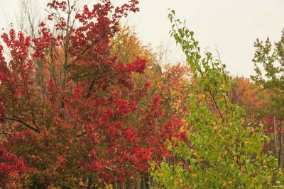 Maine - Fall Foliage