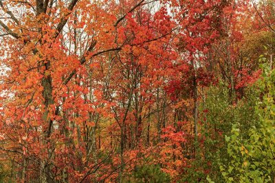 Maine - Fall Foliage