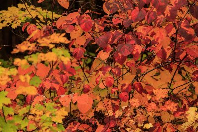 Maine - Fall Foliage