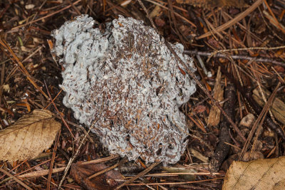 New Hampshire - large fungus