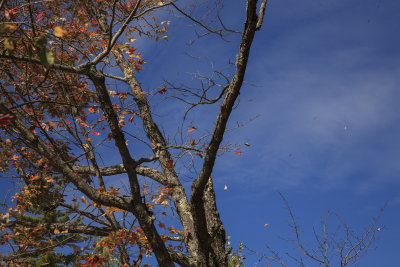 New Hampshire - Falling Leaves