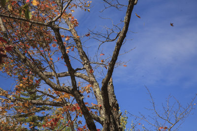 New Hampshire - Falling Leaves