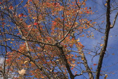 New Hampshire - Falling Leaves