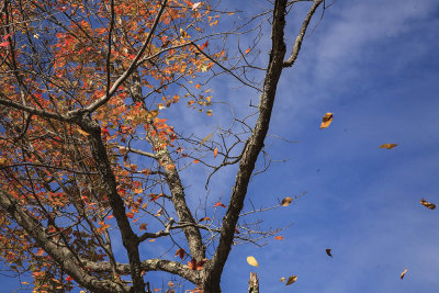 New Hampshire - Falling Leaves