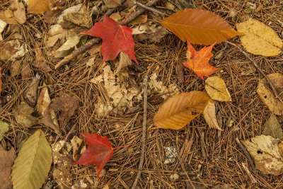 New Hampshire - Fall Foliage