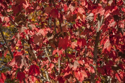 New Hampshire - Fall Foliage