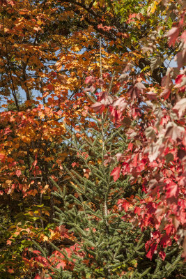 New Hampshire - Fall Foliage