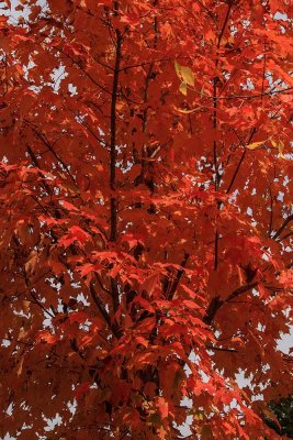 New Hampshire - Fall Foliage