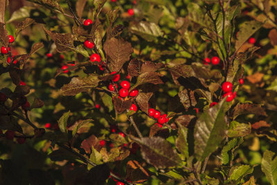 New Hampshire - Fall Foliage