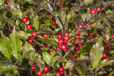 red-berried-plant-02.jpg