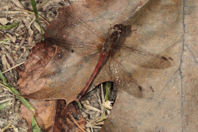 Dragonfly