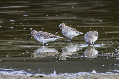 Dunlin