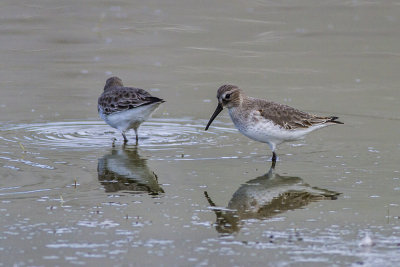 Dunlin