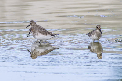 Dunlin