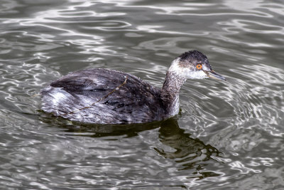 Eared Grebe