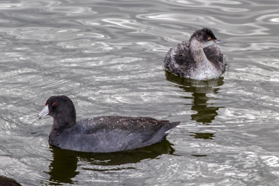 Eared Grebe