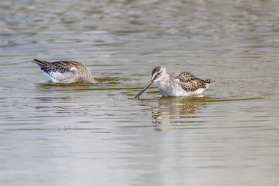 Short-billed Dowitcher