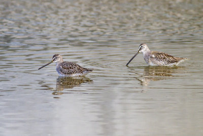 Short-billed Dowitcher and Long-billed Dowitcher
