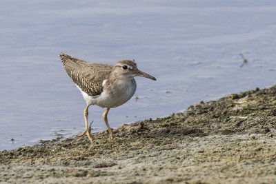 Solitary Sandpiper