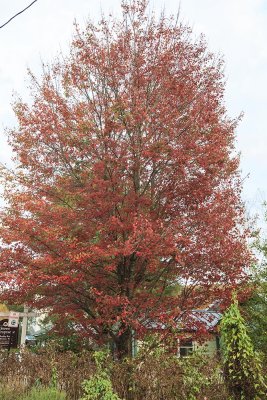 Stowe Foliage