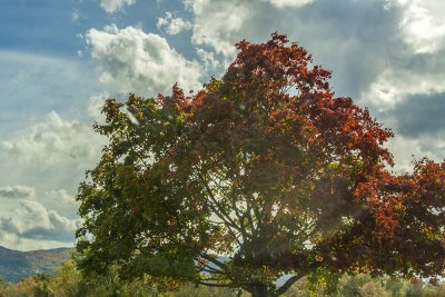 Fall Foliage