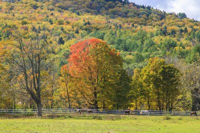 foliage091.jpg