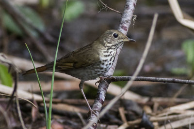 Hermit Thrush