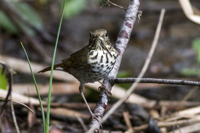 Hermit Thrush