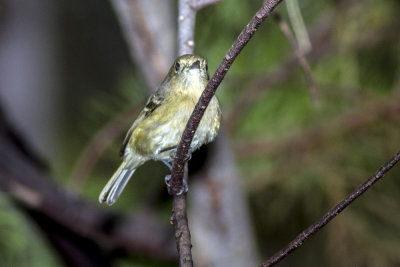 Ruby-crowned Kinglet