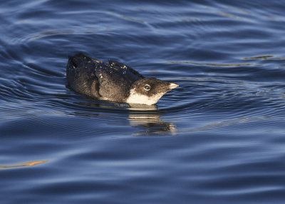 The Alcids: Murres and Auklets