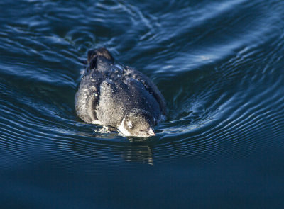 Ancient Murrelet