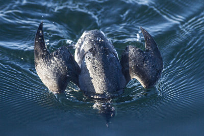 Ancient Murrelet