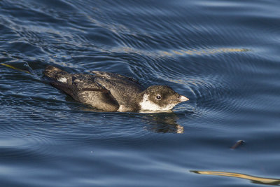 Ancient Murrelet