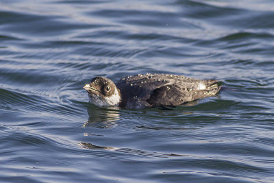 Ancient Murrelet