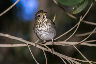 Hermit Thrush