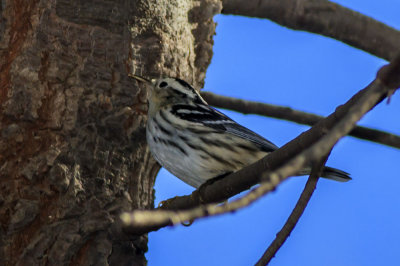 Black and White Warbler