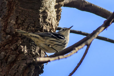 Black and White Warbler