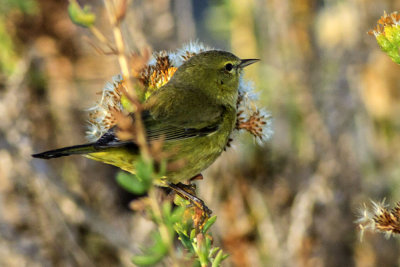 Orange-crowned Warbler