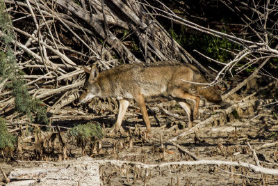 Coyote