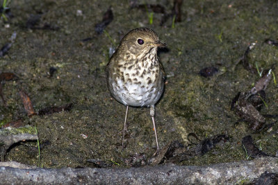 Hermit Thrush