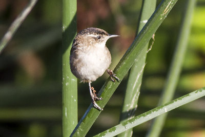 Marsh Wren