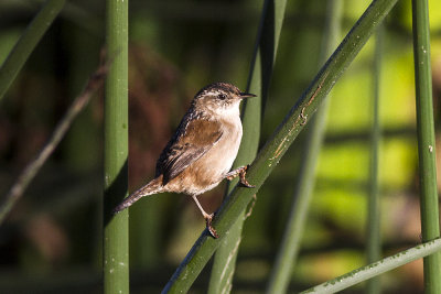 Marsh Wren