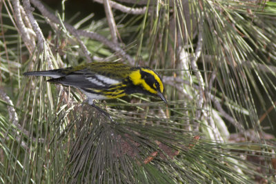 Towsend's Warbler