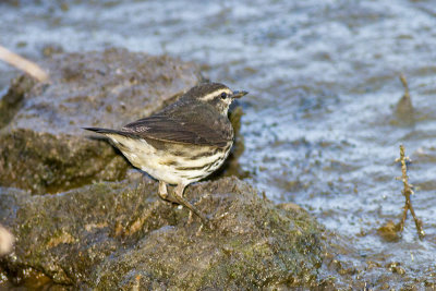 Northern Waterthrush