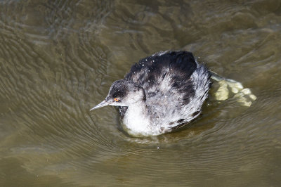 Eared Grebe