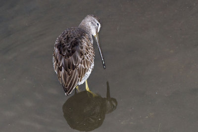 Long-billed Dowitcher