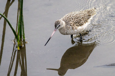 Marbled Godwit