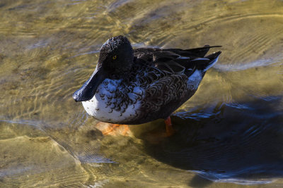 Northern Shoveler