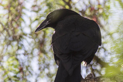 American Crow