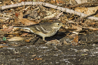 American Pipit